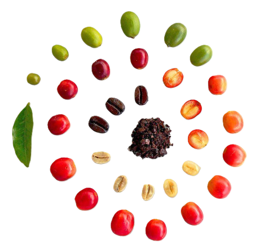 コーヒーチェリーの成長と焙煎豆になるまで